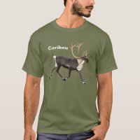 Bull Caribou