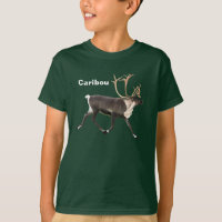 Bull Caribou