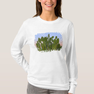 T-shirt Cactus et sisal en forêt sèche
