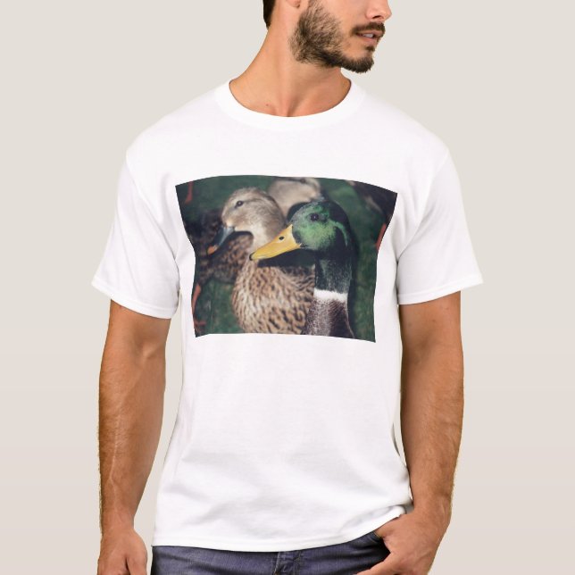 T-shirt canards (Devant)