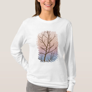 T-shirt Canyon de Bryce, Utah. Arbre dénudé devant le couc