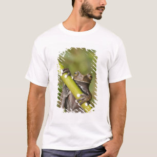 T-shirt Captive Tapichalaca Grenouille Hyloscirtus
