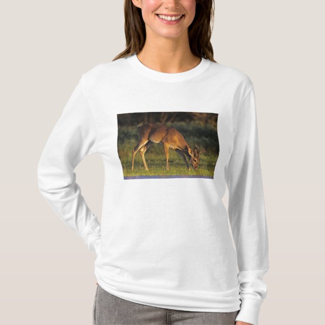 T-shirt Cerf à queue blanche, Odocoileus virginianus (Devant)