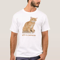 Chat tigré orange