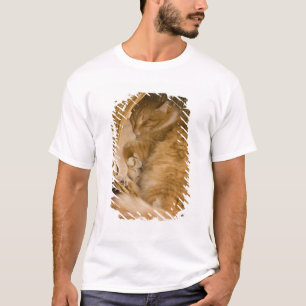 T-shirt Chat tigré orange dormant dans un panier