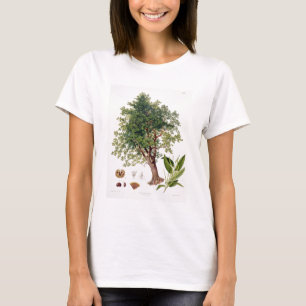 T-shirt Châtaigne douce, gravée par A. Haase (litho de