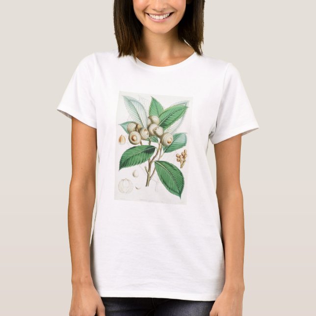 T-shirt Chêne vert (Devant)