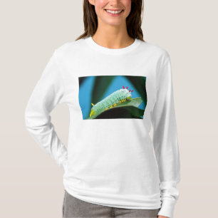 T-shirt Chenille du papillon Prométhée, Callosamia