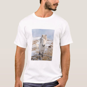 T-shirt Cheval islandais blanc, Islande
