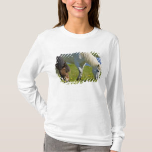 T-shirt Chevaux islandais dans l'ouest de l'Islande.