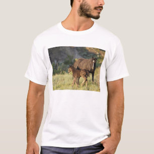 T-shirt Chevaux sauvages dans le parc national Theodore Ro
