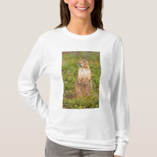 T-shirt Chien de prairie à queue noire Cynomys