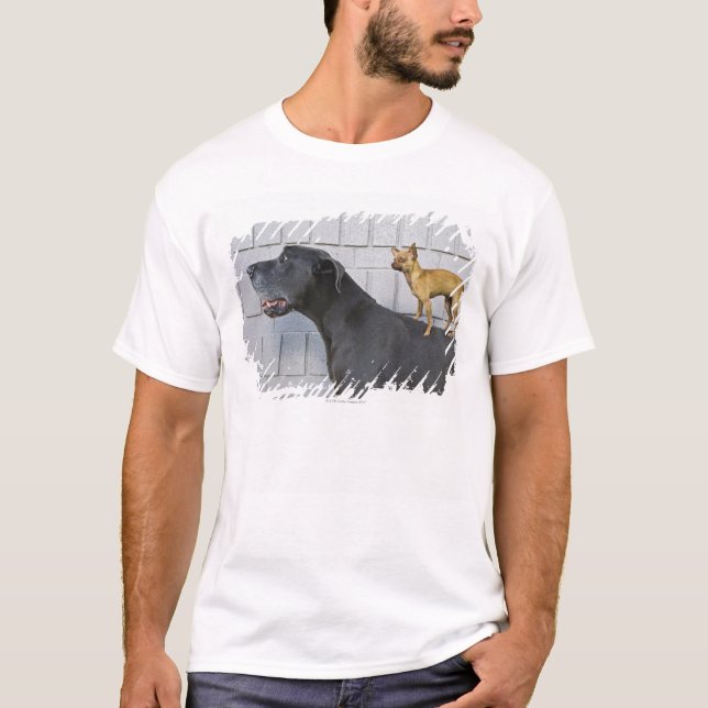 T-shirt Chiwawa sur le dos de great dane (Devant)