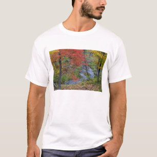 T-shirt Coles Creek bordée de érables d'automne près