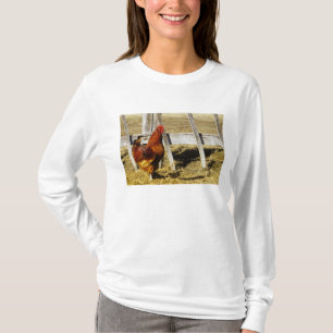 T-shirt Coq Rhode Island Red