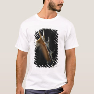 T-shirt Coquille de conque