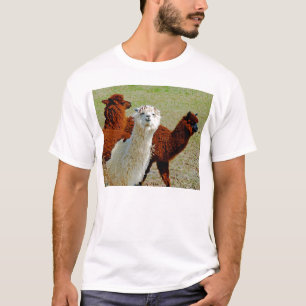 T-shirt de trois lamas