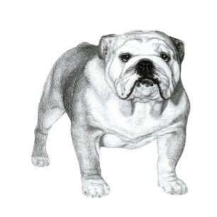 T-shirt dessin de Bulldog anglais
