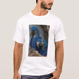 T-shirt Deux aras hyacinthes, Brésil