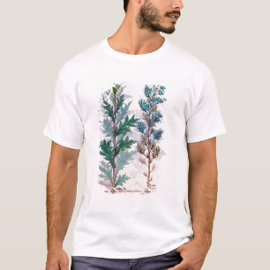 T-shirt Deux variétés d'Artemesia