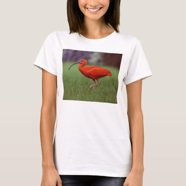 T-shirt Écarlate IBIS (Devant)