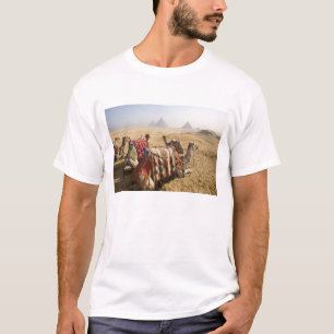 T-shirt Egypte, Le Caire. Repose des chameaux