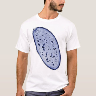 T-shirt embryon de drosophile - tache d'ADN