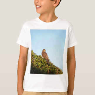 T-shirt Épervier