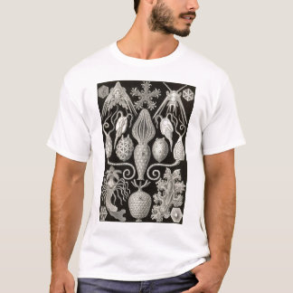 T-shirt Ernst Haeckel - Amphoridea