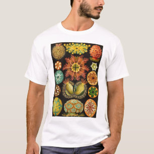 T-shirt Ernst Haeckel - Ascidiae