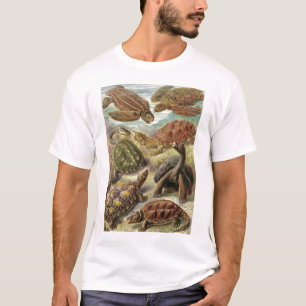 T-shirt Ernst Haeckel - Chelonia