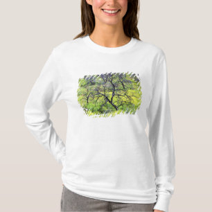 T-shirt États-Unis, Californie, San Diego. Une forêt de ch