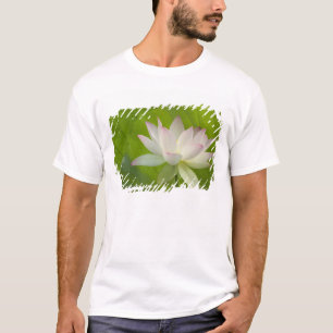 T-shirt États-Unis, DC, Washington, Kenilworth Aquatique