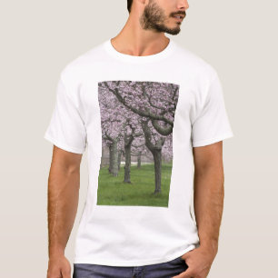 T-shirt États-Unis, New York, East Hampton. Cerisiers en