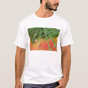 T-shirt États-Unis, Nord-Est, Aiguilles de pin avec des go
