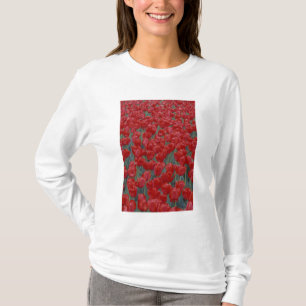 T-shirt États-Unis, Ohio, Cincinnati. Lit de tulipes rouge