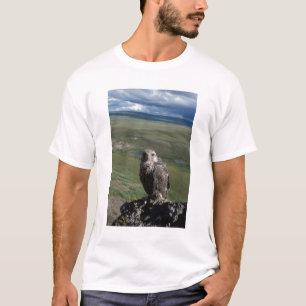 T-shirt faucon gerfaut, Falco rusticolus, juvénile