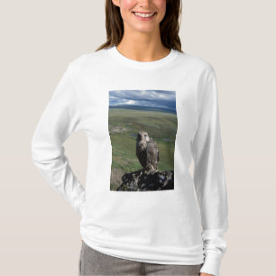 T-shirt faucon gerfaut, Falco rusticolus, juvénile