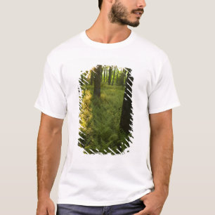 T-shirt Fougères dans la forêt à Grafton, Massachusetts.
