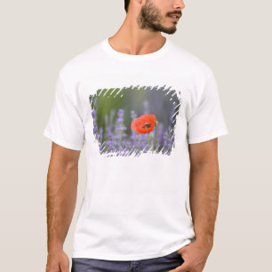 T-shirt France, Provence. Coquelicot solitaire dans un cha
