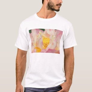 T-shirt Franklin NC, jardin d'eau de Perry, Lotus avec