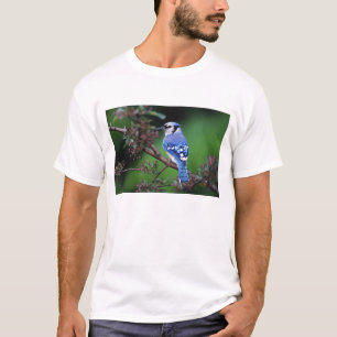 T-shirt Geai bleu, Cyaoncitta cristata