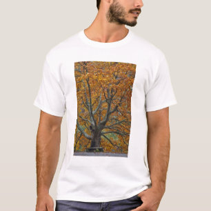 T-shirt Grand érable en automne, Bass Lake, près de