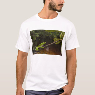 T-shirt Grenouille feuille géante Phyllomedusa bicolor) 2