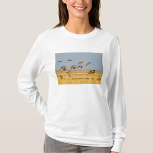 T-shirt Grues du Canada atterrissent dans des champs de ma