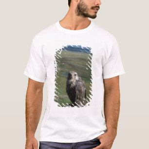 T-shirt gyrfalcon, Falco rusticolus, juvénile