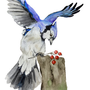T-shirt Jay bleu d'oiseau de la forêt