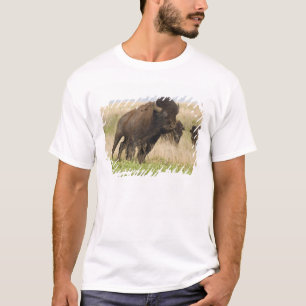 T-shirt Jeune bison mâle fougueux à la Tallgrass