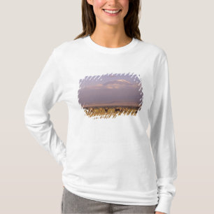 T-shirt Kenya : parc national d'Amboseli, Éléphants