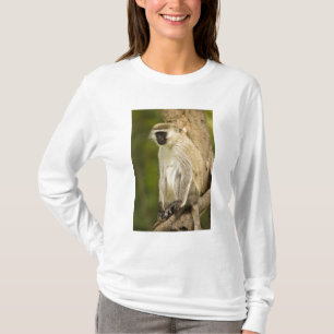 T-shirt Kenya, parc national du lac Nakuru. Vervet